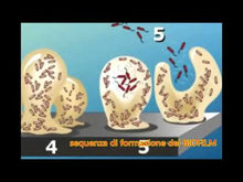 Carica e avvia il video nel visualizzatore di galleria, Acquatravel sanificante igienizzante per serbatoio camper e barca